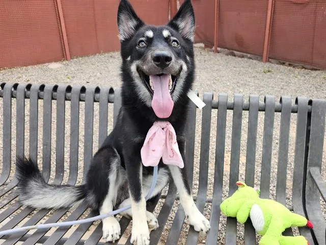 A young large-sized male German Shepherd Dog dog named Ozzy for adoption in Phoenix, AZ