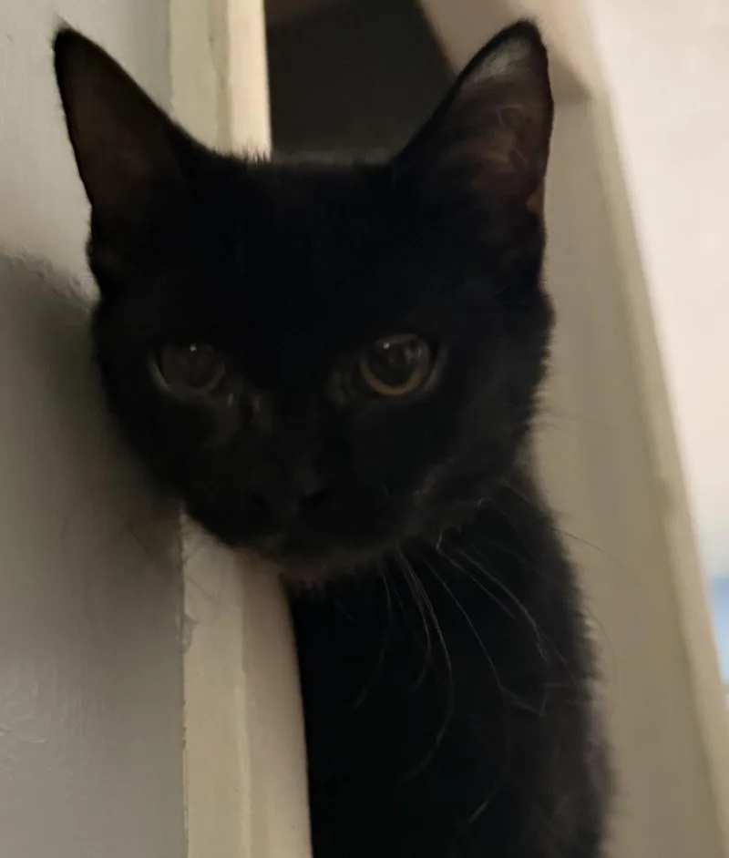 Kiki