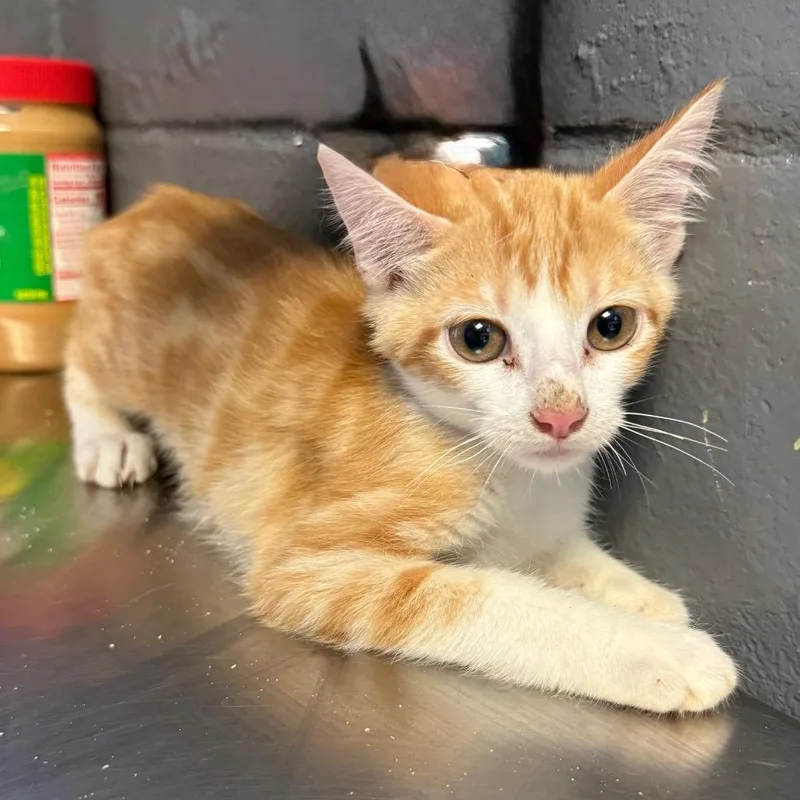 A baby small-sized male Orange / Red Domestic Short Hair cat named Tommy for adoption in Tuscaloosa, AL