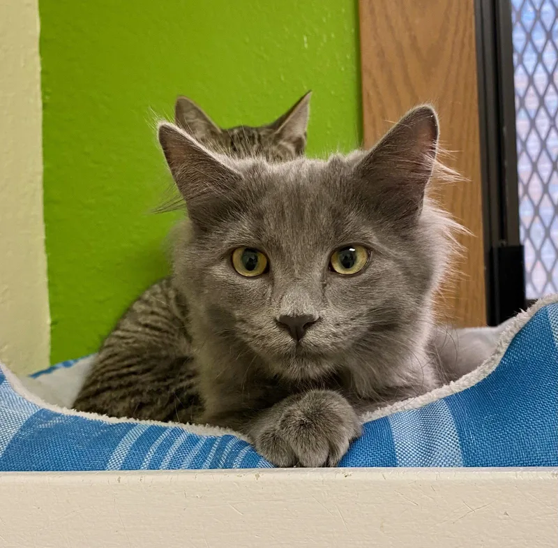 A young medium-sized female Domestic Medium Hair cat named Olivia for adoption in Fargo, ND