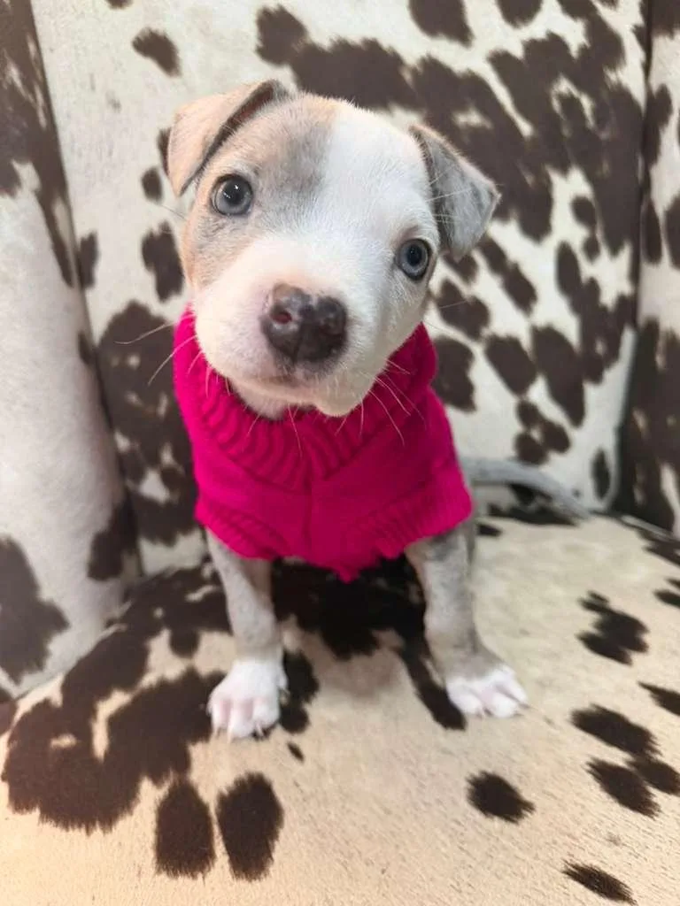 Jelly Bean thumbnail 2