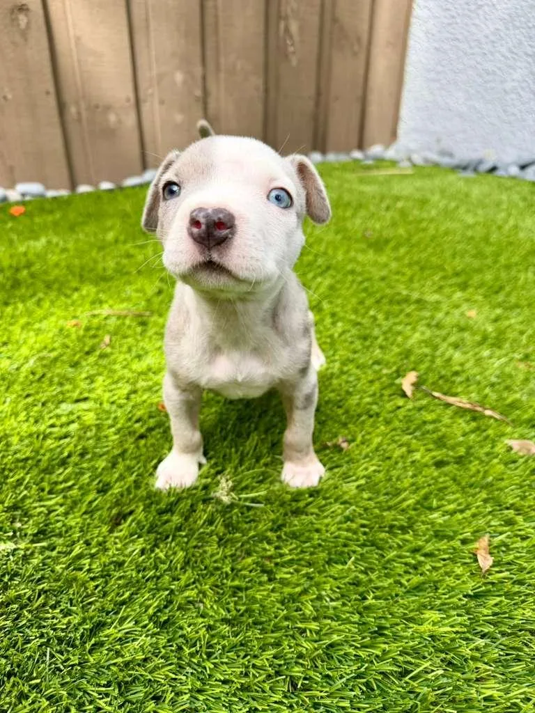 Jelly Bean thumbnail 3