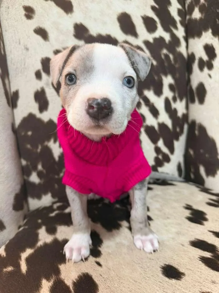 Jelly Bean thumbnail 4