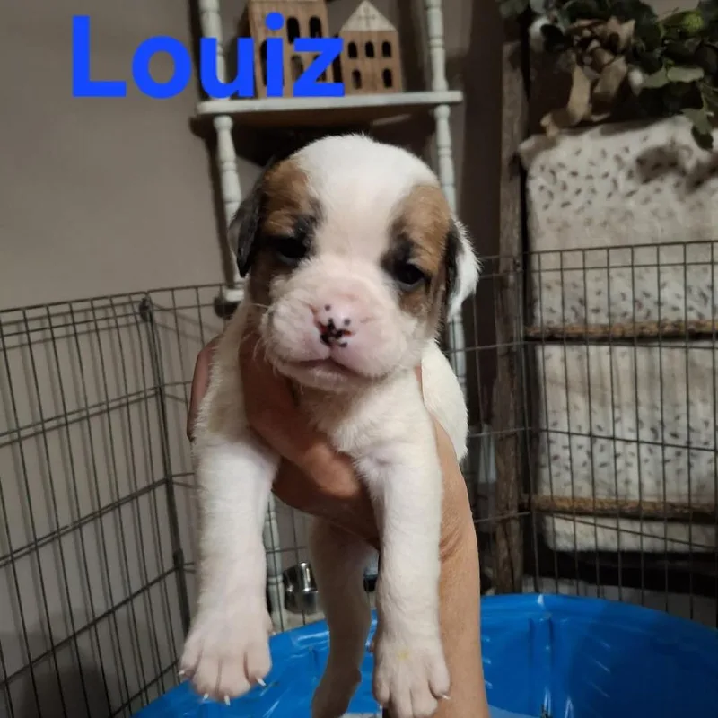 A baby medium-sized male English Bulldog dog named Louiz for adoption in Wadena, MN