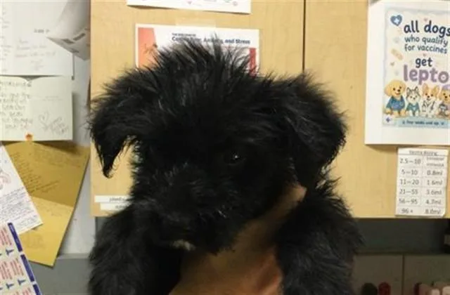 A baby small-sized female Poodle dog named Lady for adoption in Riverside, CA