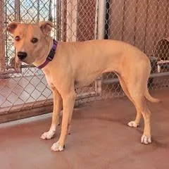 A young medium-sized female Labrador Retriever dog named Muffin for adoption in Green Valley, AZ