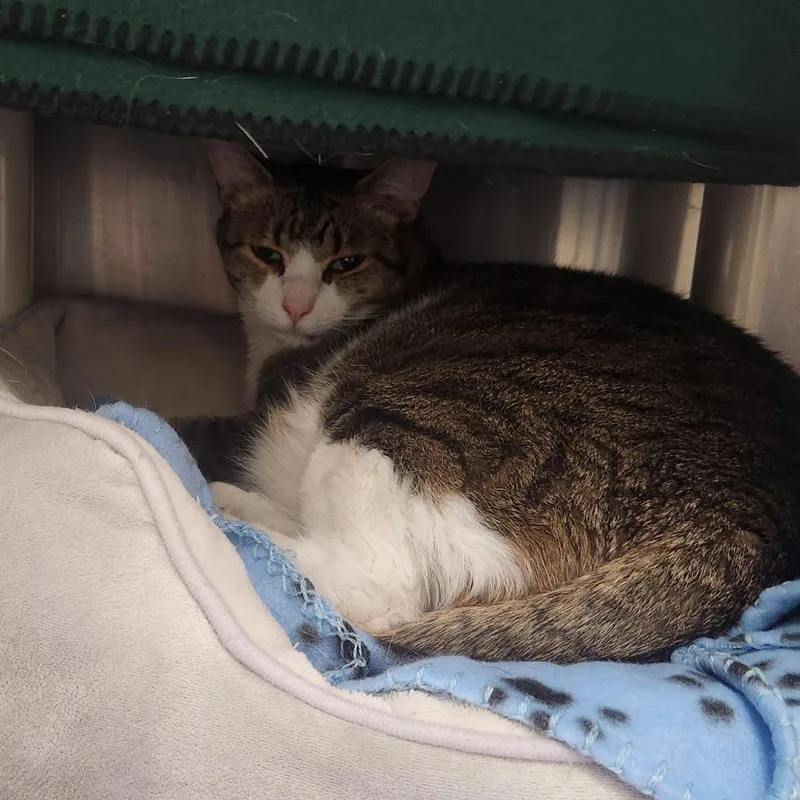 An adult large-sized male Brown / Chocolate Domestic Short Hair cat named Finn for adoption in Brockton, MA