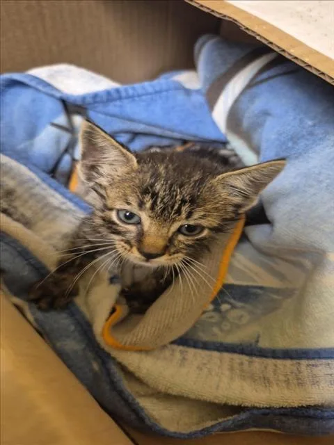 A baby small-sized male Domestic Short Hair cat named A for adoption in Texas City, TX