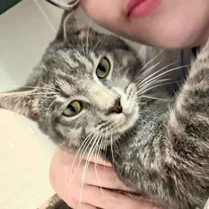 A baby medium-sized male Tabby (Brown / Chocolate) Domestic Short Hair cat named Beamer for adoption in Melrose, MA