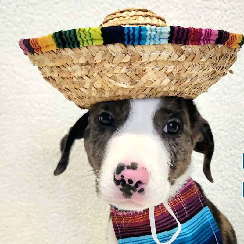 A baby small-sized male Gray / Blue / Silver Mixed Breed dog named Peso for adoption in Rockville, MD