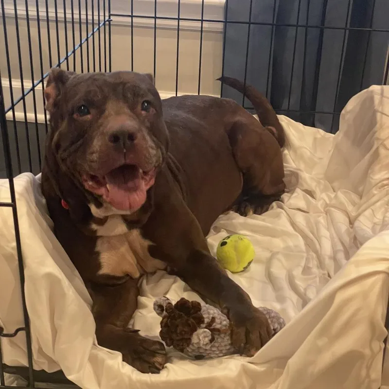 A senior large-sized female Brown / Chocolate Pit Bull Terrier dog named Coco for adoption in Parkton, MD