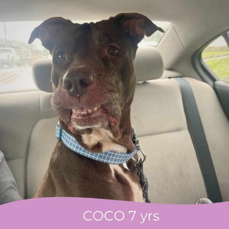Coco thumbnail 5