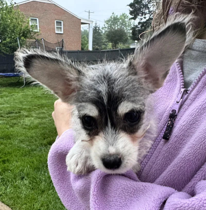 A baby small-sized male Terrier dog named Biscuit for adoption in Gainesville, VA