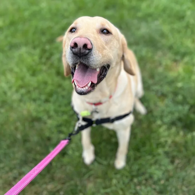 A young medium-sized male Labrador Retriever dog named Honkers for adoption in State College, PA