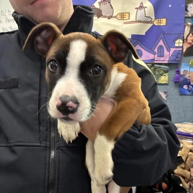 A baby medium-sized female Brown / Chocolate Boxer dog named Miley for adoption in Pasadena , MD