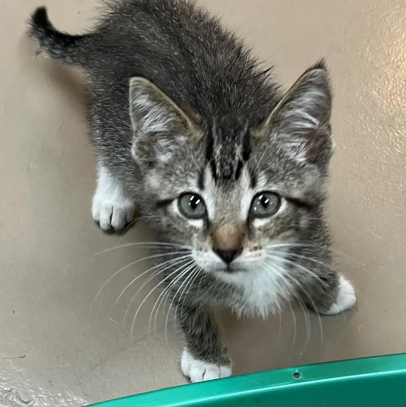 A baby medium-sized male Gray / Blue / Silver Domestic Short Hair cat named Tony for adoption in Carthage, IL