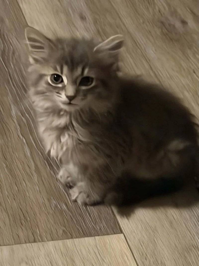A baby small-sized male Tabby (Gray / Blue / Silver) Domestic Long Hair cat named Rhombus for adoption in Indianapolis, IN