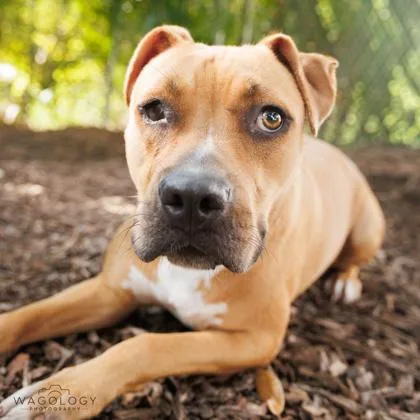 An adult medium-sized female Mixed Breed dog named Sophia for adoption in Largo, FL