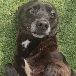 A young small-sized male Brindle Chihuahua dog named Solo for adoption in Dyer, IN