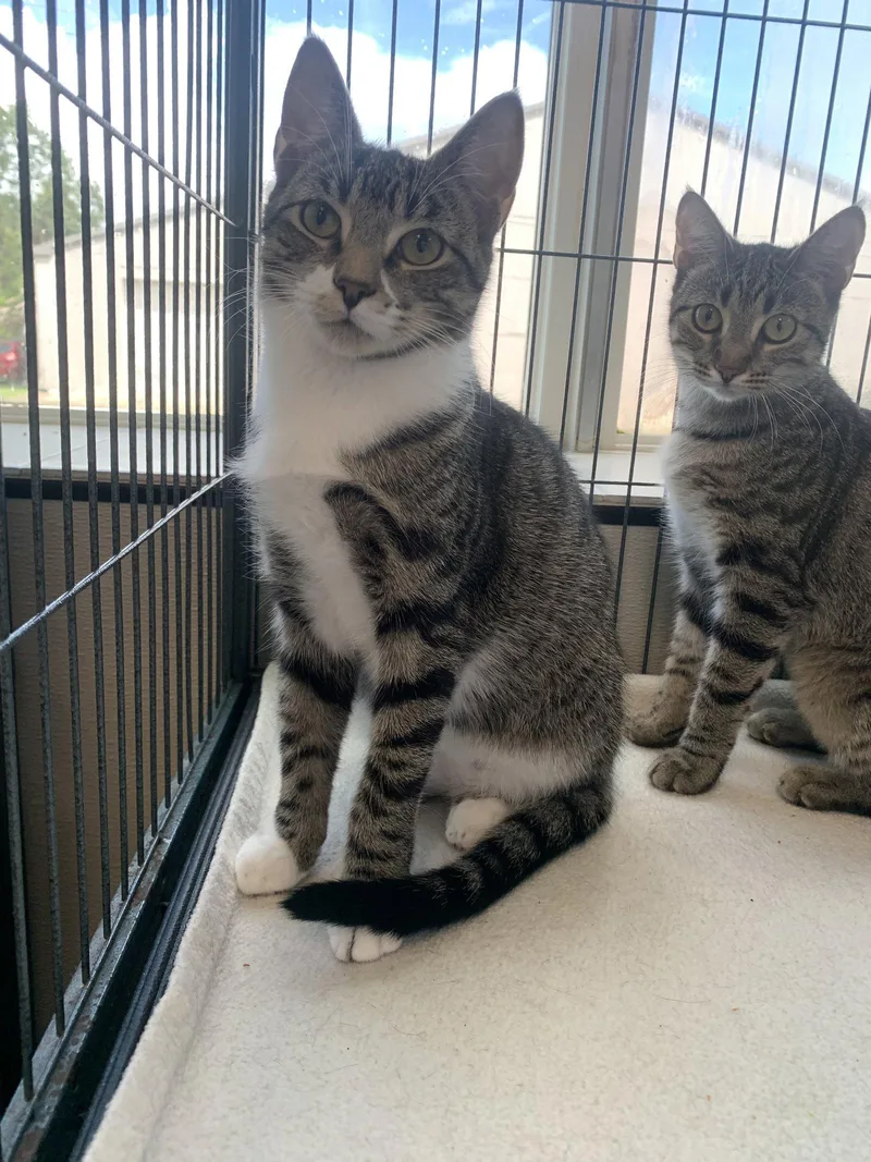 A baby medium-sized male Domestic Short Hair cat named Pepperoni for adoption in Sanford, FL