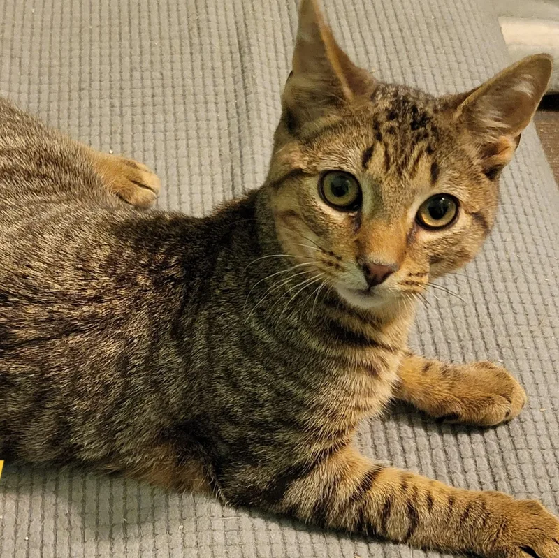 A baby medium-sized male Tabby (Brown / Chocolate) Domestic Short Hair cat named Bongo for adoption in Green Brook, NJ