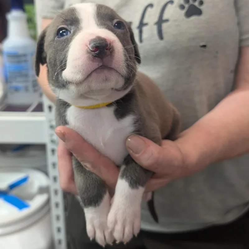 A baby medium-sized male Brown / Chocolate Pit Bull Terrier dog named Vince for adoption in Jefferson city, TN