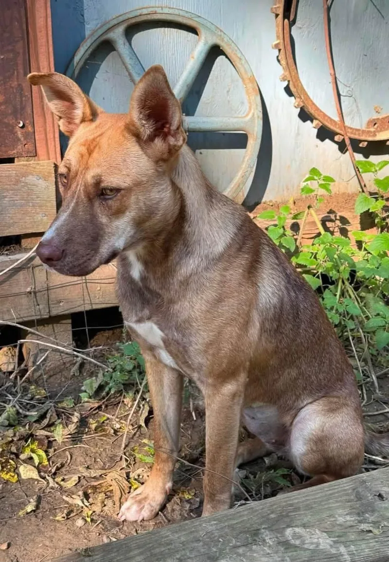 An adult medium-sized female Red / Chestnut / Orange Shepherd dog named Pumpkin for adoption in Sioux City, IA