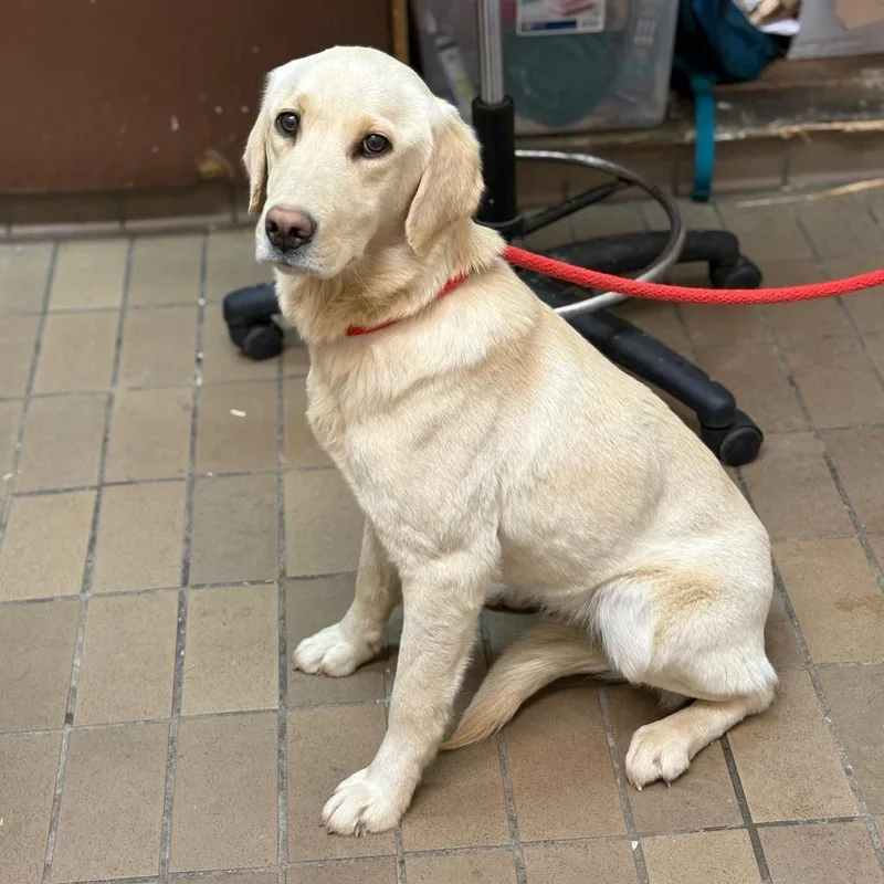 An adult medium-sized female Yellow / Tan / Blond / Fawn Labrador Retriever dog named Sunshine for adoption in Parrish, AL