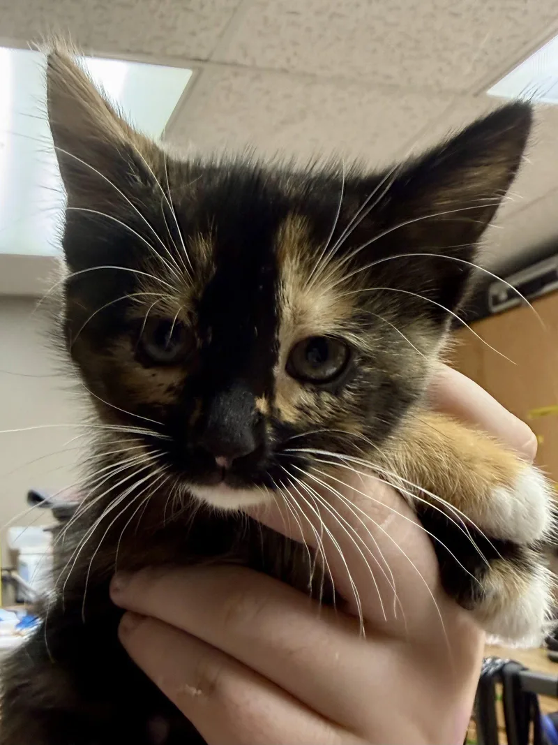 CAT  Uki thumbnail 2