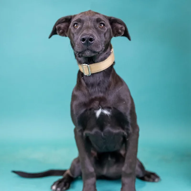 A baby medium-sized male Black Mixed Breed dog named Dallas for adoption in Portland, OR