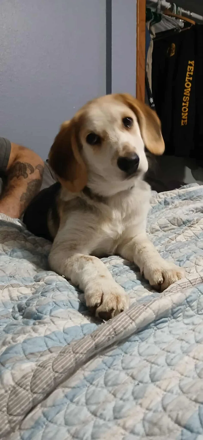 A baby large-sized male Tricolor (Brown, Black, & White) Mixed Breed dog named Steven for adoption in Kenosha, WI