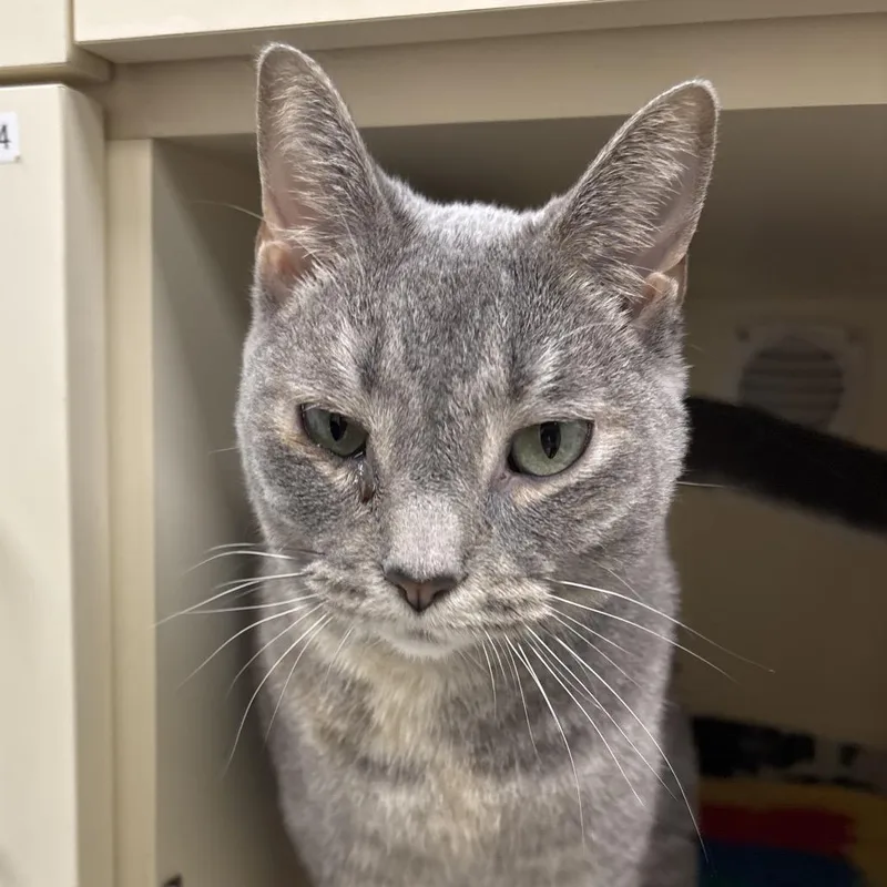 An adult small-sized female Domestic Short Hair cat named Basil Gray Coming for adoption in Naperville, IL