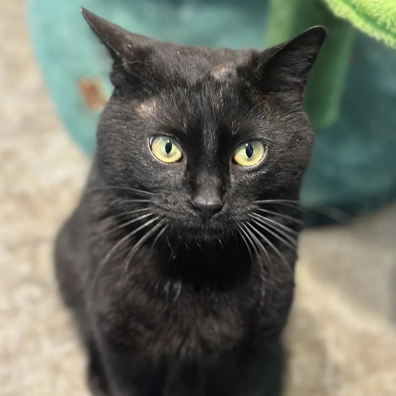 Hammerhead Shark thumbnail 2