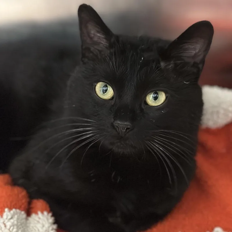 Hammerhead Shark thumbnail 3