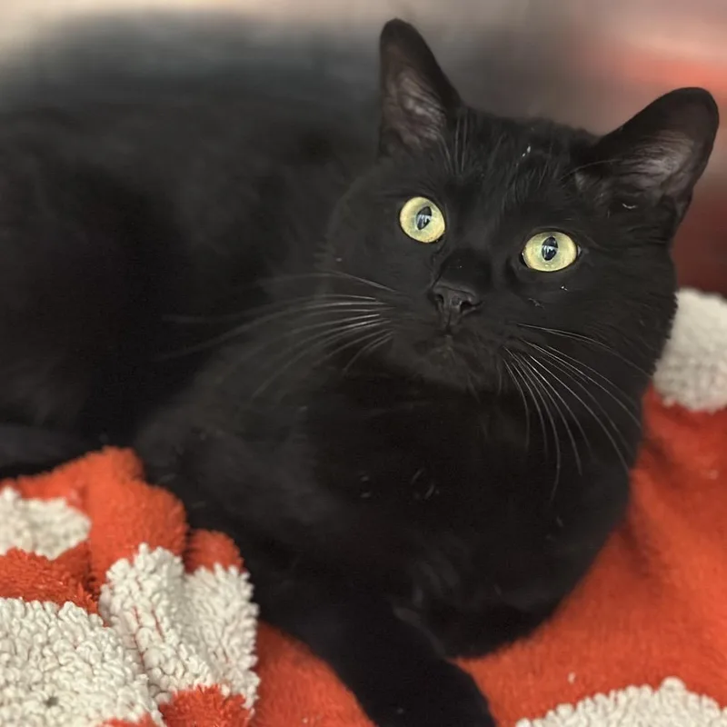 An adult medium-sized male Black Domestic Short Hair cat named Hammerhead Shark for adoption in Matteson, IL