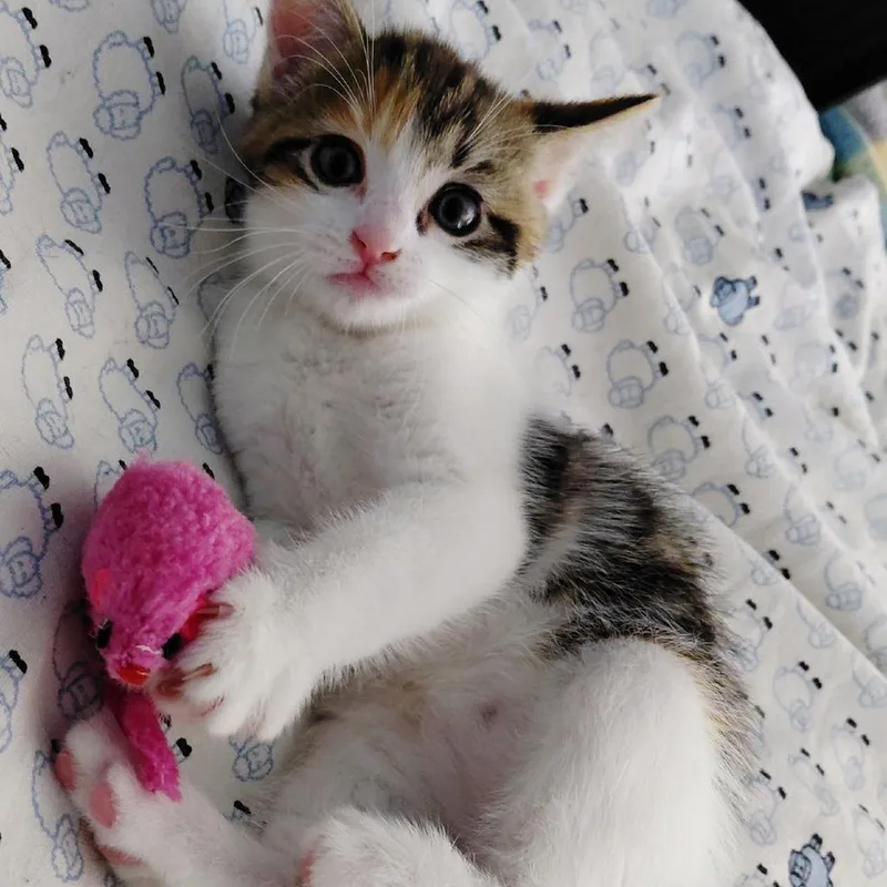 A baby small-sized female Calico American Shorthair cat named Purrcyllia for adoption in St. Peters, MO