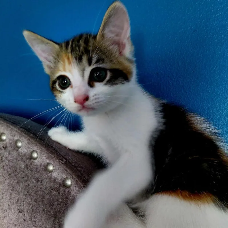 Purrcyllia thumbnail 2