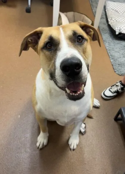 An adult extra large-sized male Boxer dog named Simon for adoption in Winfield, KS