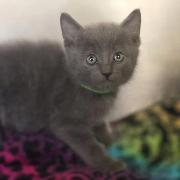 A baby small-sized male Domestic Short Hair cat named Beefy Layer Burrito for adoption in Oakland, CA