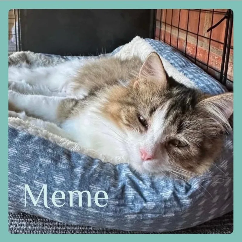 Meme