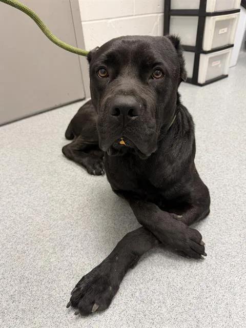 Sarge