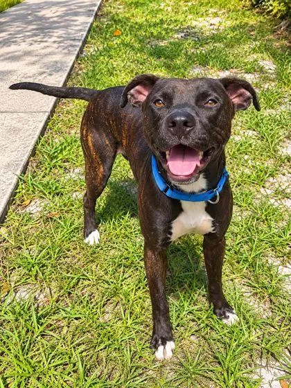 A young medium-sized male Retriever dog named Toby for adoption in Palm Coast, FL