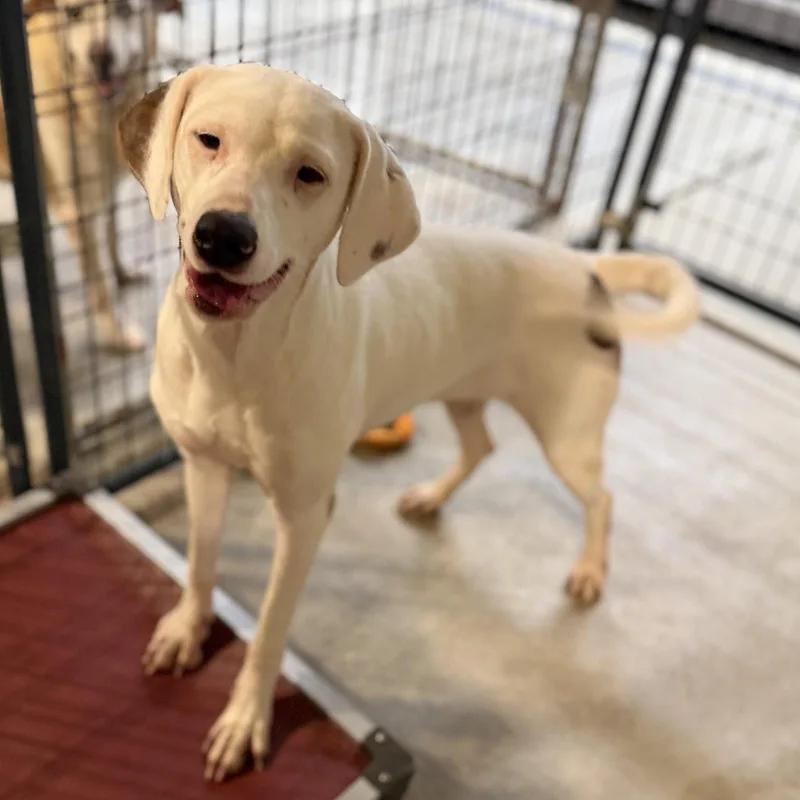 An adult medium-sized female Terrier dog named Snow for adoption in Locust Fork, AL