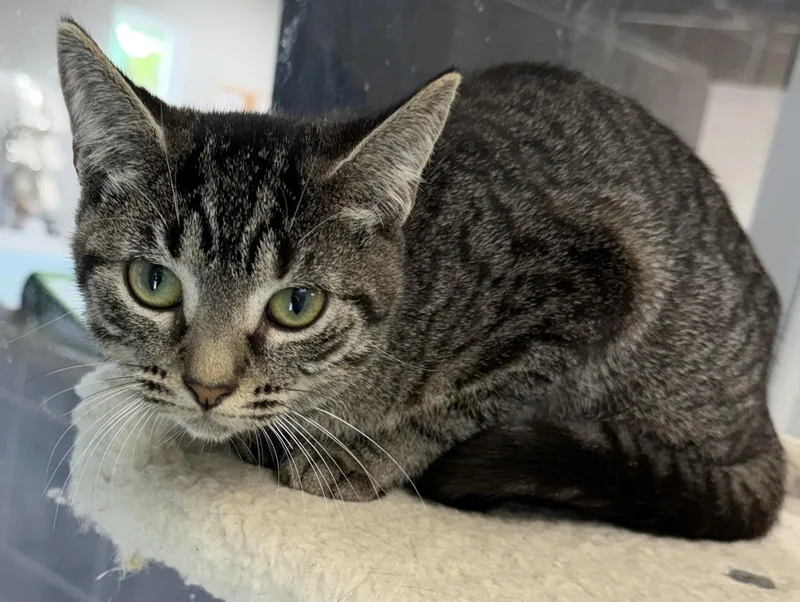 A young medium-sized female Domestic Short Hair cat named Busch for adoption in Satellite Beach, FL
