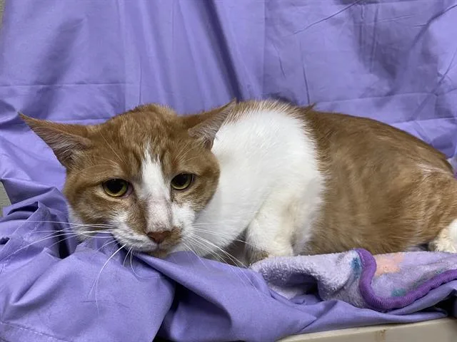 An adult extra large-sized male Domestic Short Hair cat named A for adoption in Modesto, CA