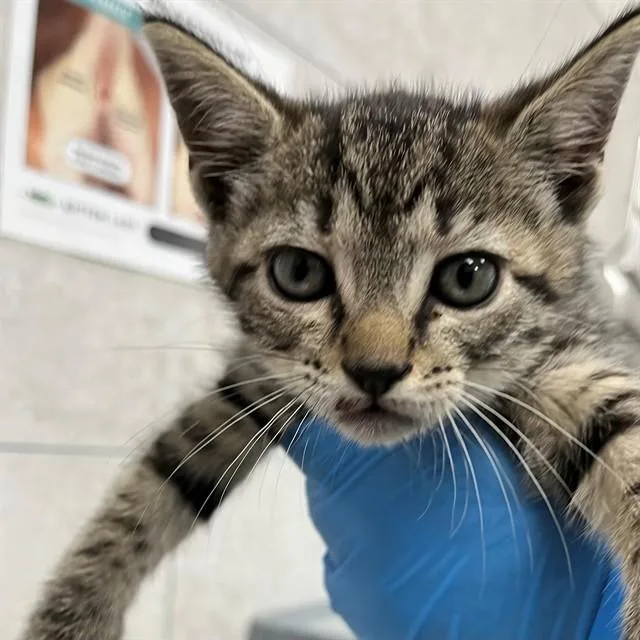 A baby small-sized male Domestic Short Hair cat named Bramble for adoption in Naples, FL