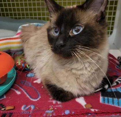 An adult medium-sized female Cream / Ivory Domestic Long Hair cat named Rosie Posie for adoption in Kansas City, MO