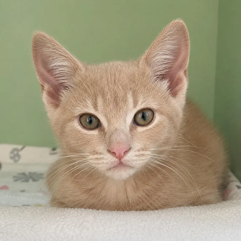A baby medium-sized male Buff / Tan / Fawn Domestic Short Hair cat named March for adoption in Pontiac, MI