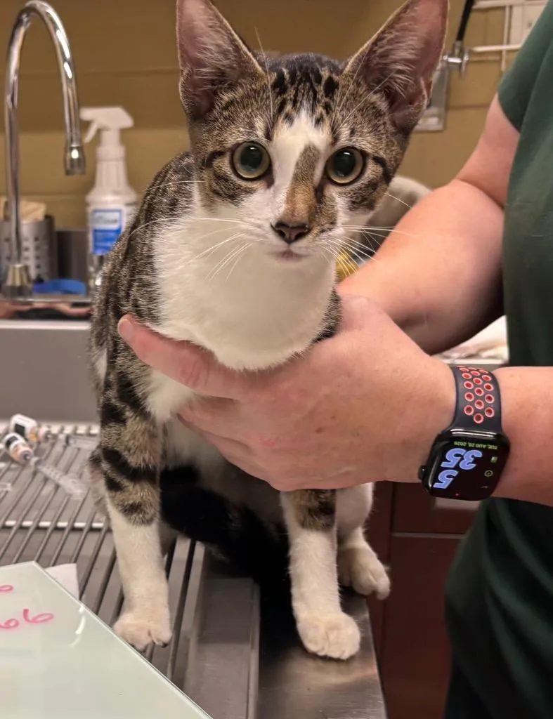 A young medium-sized female Domestic Short Hair cat named Nica for adoption in Douglasville, GA