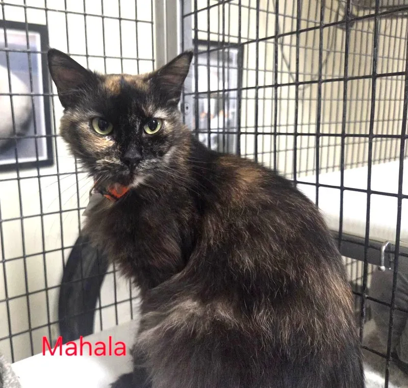 A young medium-sized female Tortoiseshell cat named Mahala for adoption in Las Cruces, NM